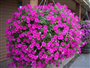 Petunya (Latince: Petunia  hybrida)