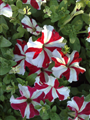 Petunya (Latince: Petunia  hybrida)