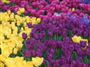 Lale (Latince: Tulipa gerneirana)