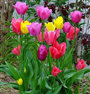 Lale (Latince: Tulipa gerneirana)