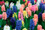 Sümbül (Latince: Hyacinthus orientalis)