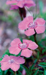 Çin Karanfili (Latince: Dianthus chinensis L.)