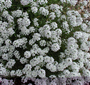 Alisyum (Latince: Alyssum maritimum)