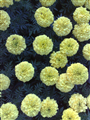 Kadife çiçeği (Latince: Tagetes erecta)