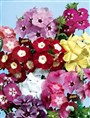 Alev Çiçeği (Latince: Phlox drummondii)