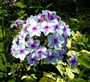 Alev Çiçeği (Latince: Phlox drummondii)