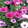 Bodrum Papatyası (Latincesi: Osteospermum ecklonis