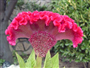 Horoz İbiği (Latince: Celosia Argentea)