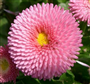 Çayır Güzeli (Latince: Bellis sp) 